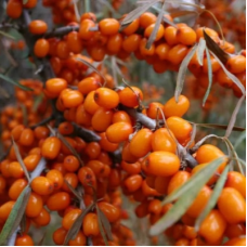 Облепиха крушиновидная Превосходная (Hippophae rhamnoides Prevoskhodnaya)