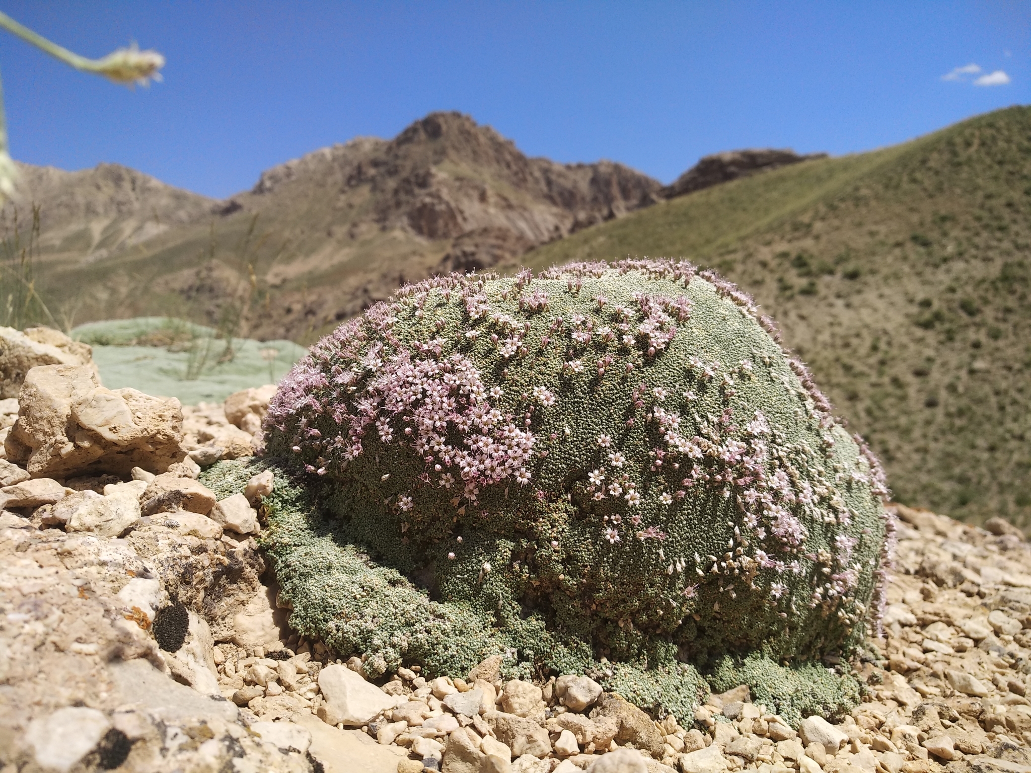 international backfill (iNaturalist): Gypsophila