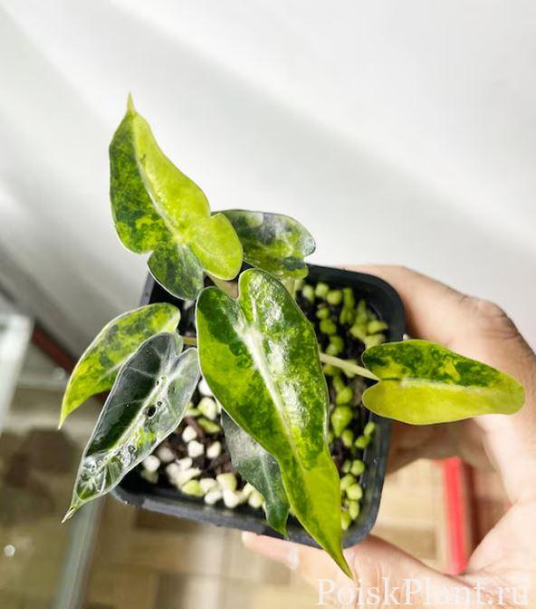 Алоказия гибридная Bambino Aurea Variegated
