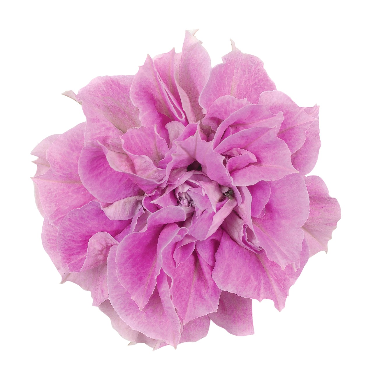 Петуния Origami Pink
