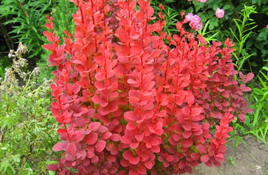 Барбарис Тунберга Berberis thunbergii "Orange Rocket" :