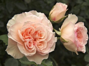 Пердита (Perdita)
