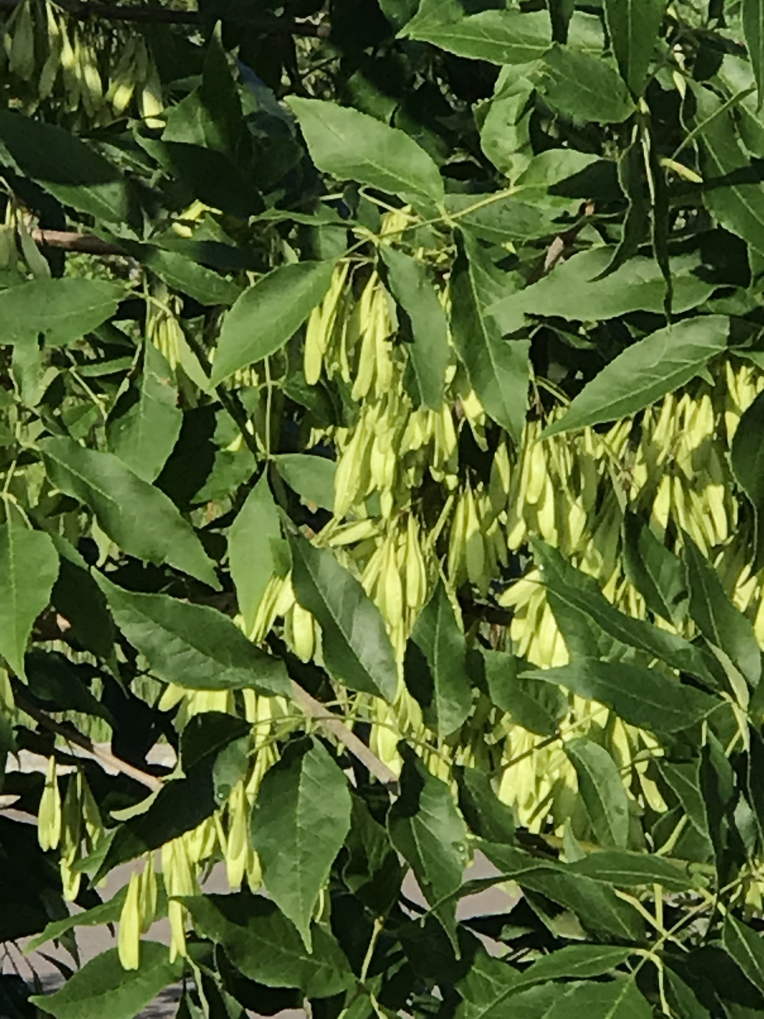 international backfill (iNaturalist): Fraxinus pennsylvanica