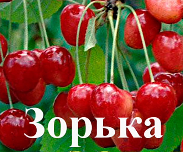 Черешня Зорька