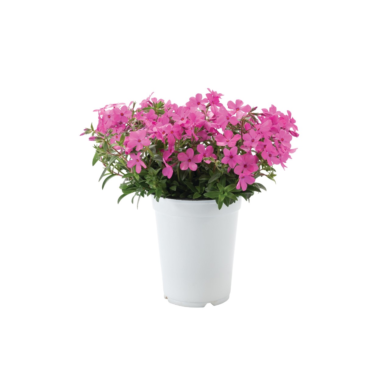 Флокс hybrida Woodlander Pink