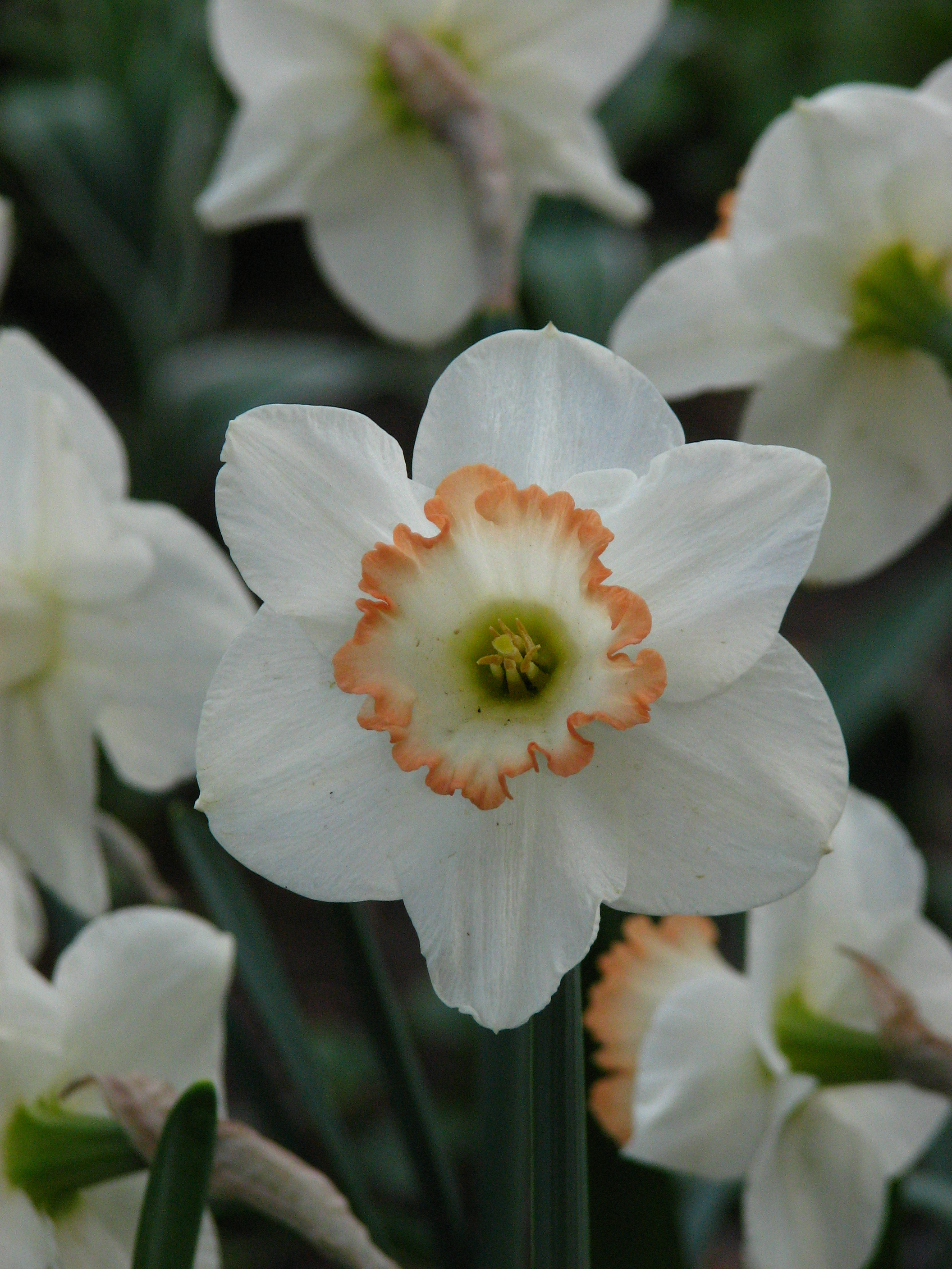 Нарцисс крупнокорончатый (Narcissus large-cupped Avalon)