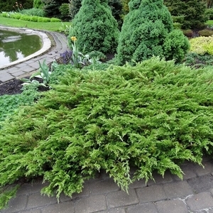 Можжевельник казацкий Rockery Gem