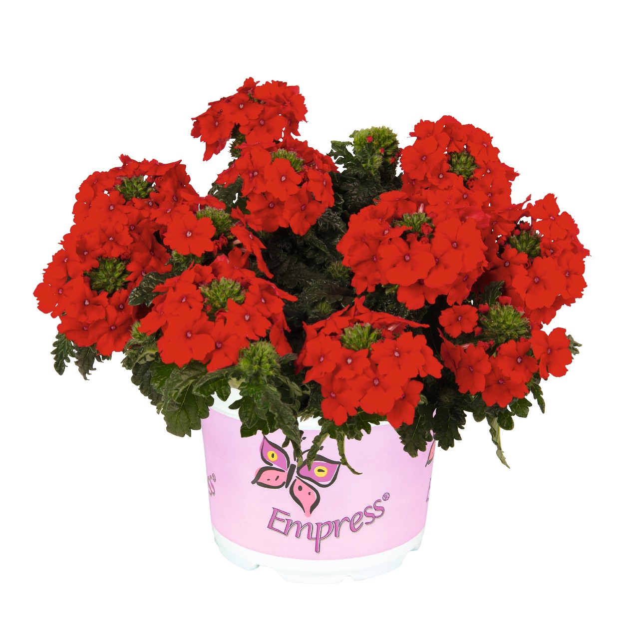 Вербена Empress Flair Red
