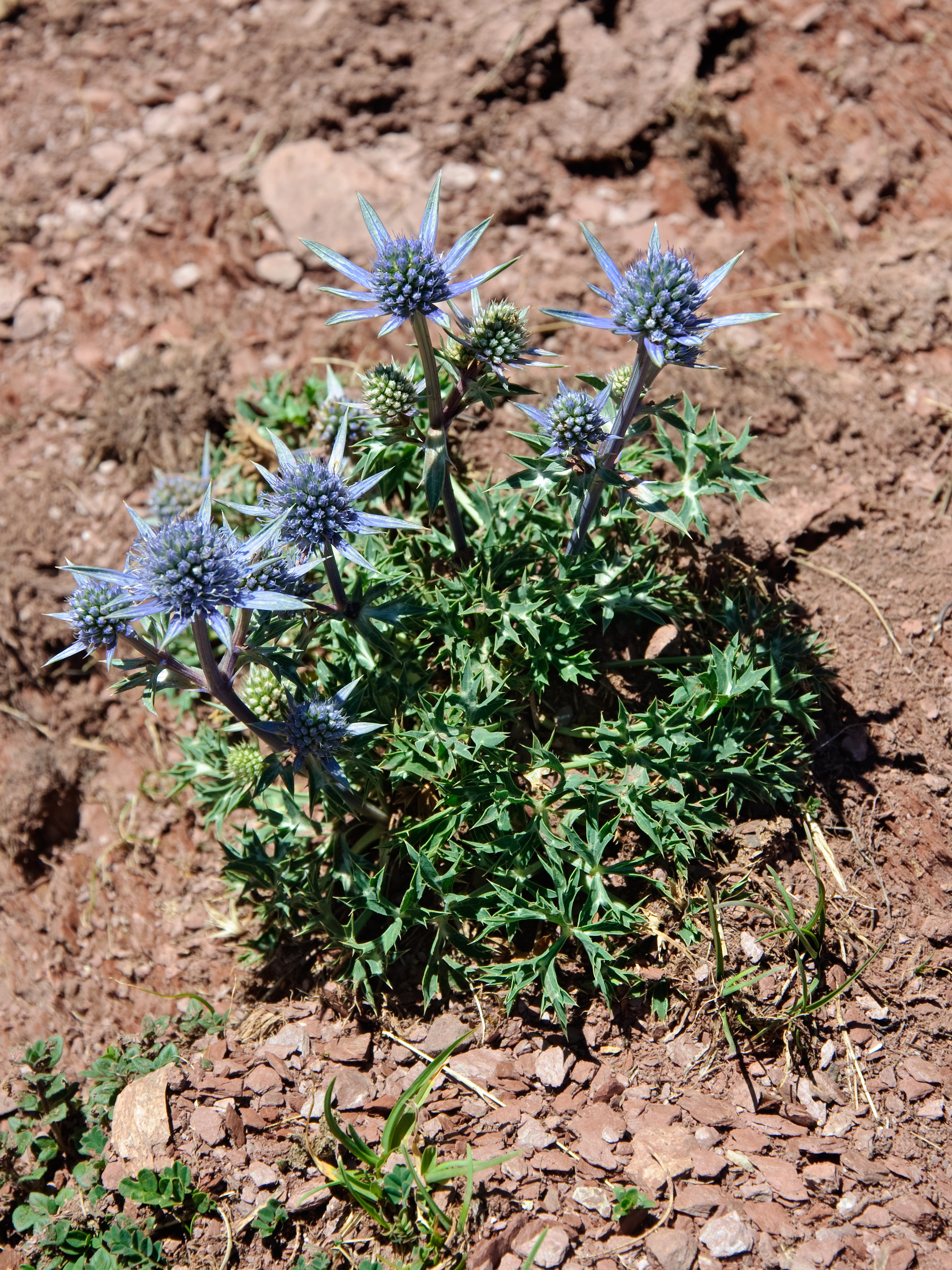 Синеголовник бурже Picos Blue