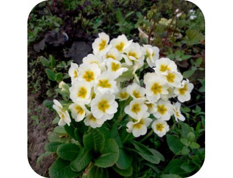 Примула Альба (Alba)