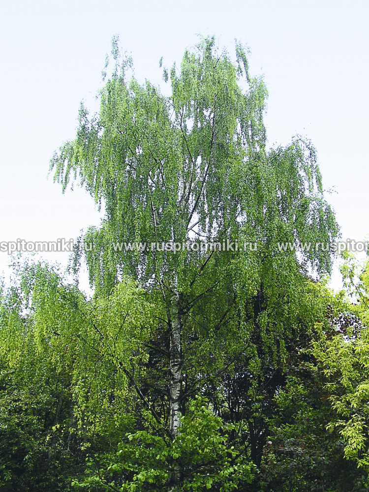 Береза повислая, бородавчатая, плакучая Crispa` = B. pendula var. dalecarlica = `Laciniata