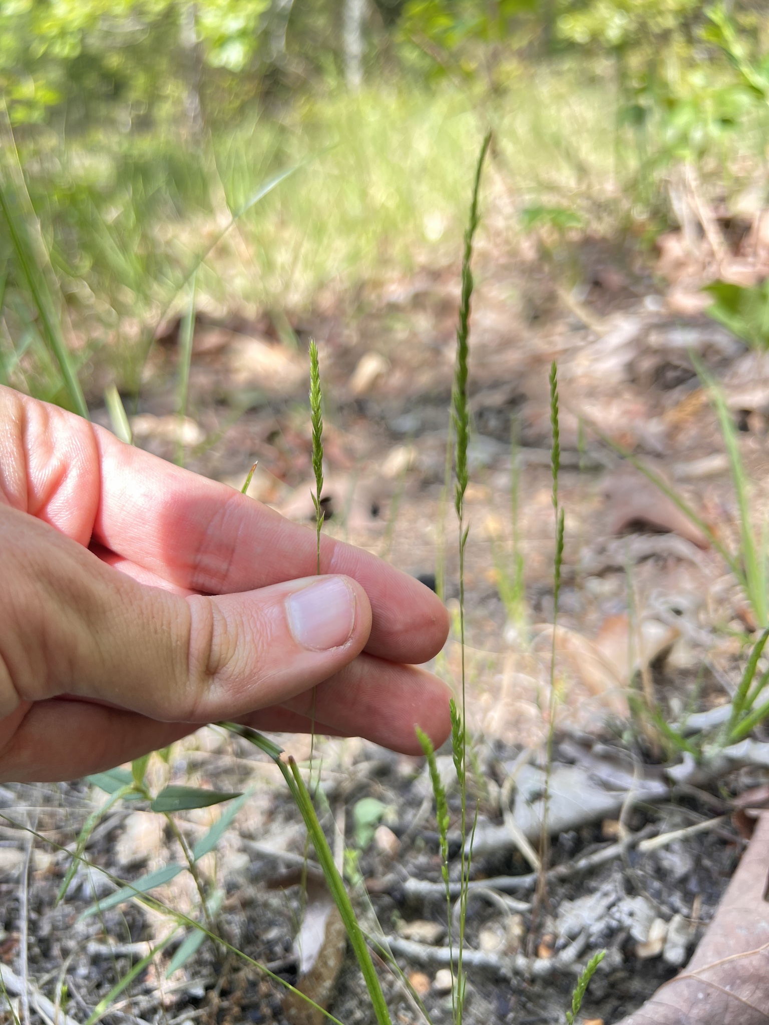 international backfill (iNaturalist): Festuca glauca