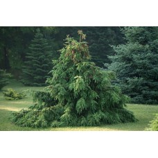 Ель обыкновенная (Picea abies Acrocona)