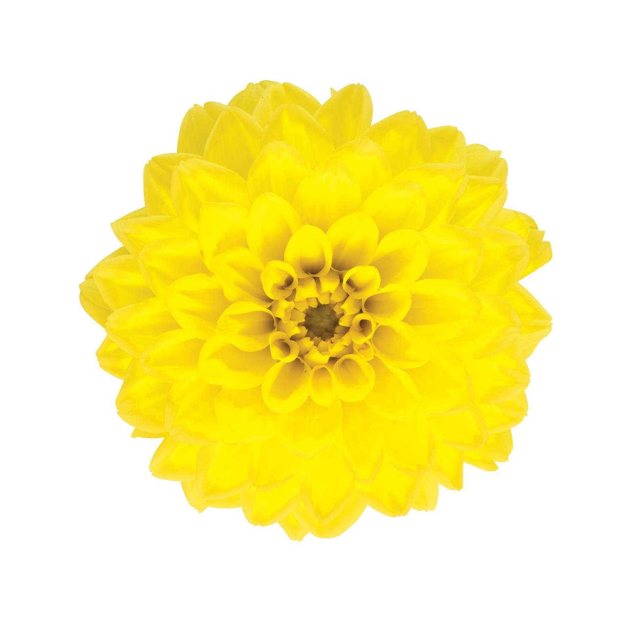 Георгина Hypnotica Yellow