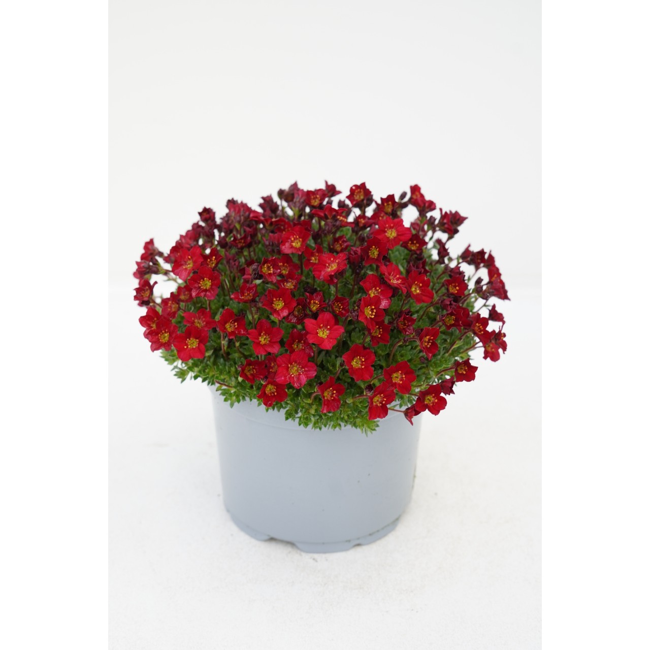 Камнеломка Scenic Late Red