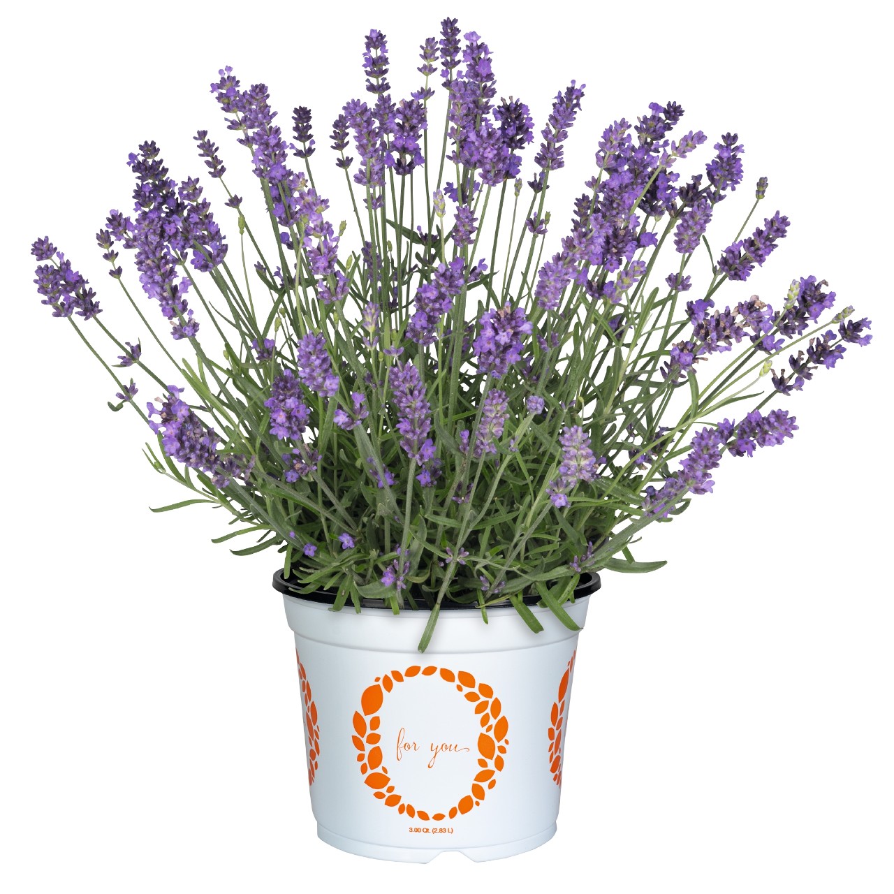 Лаванда angustifolia La Diva Spirit Purple Blue