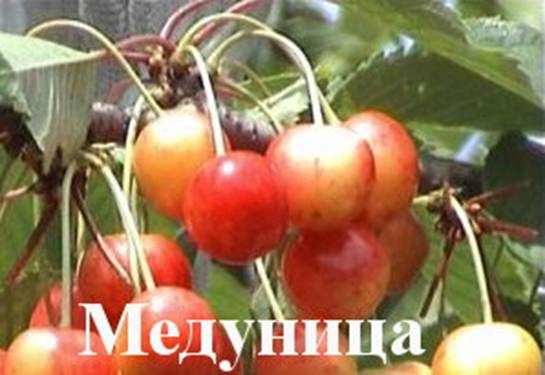Черешня Медуница
