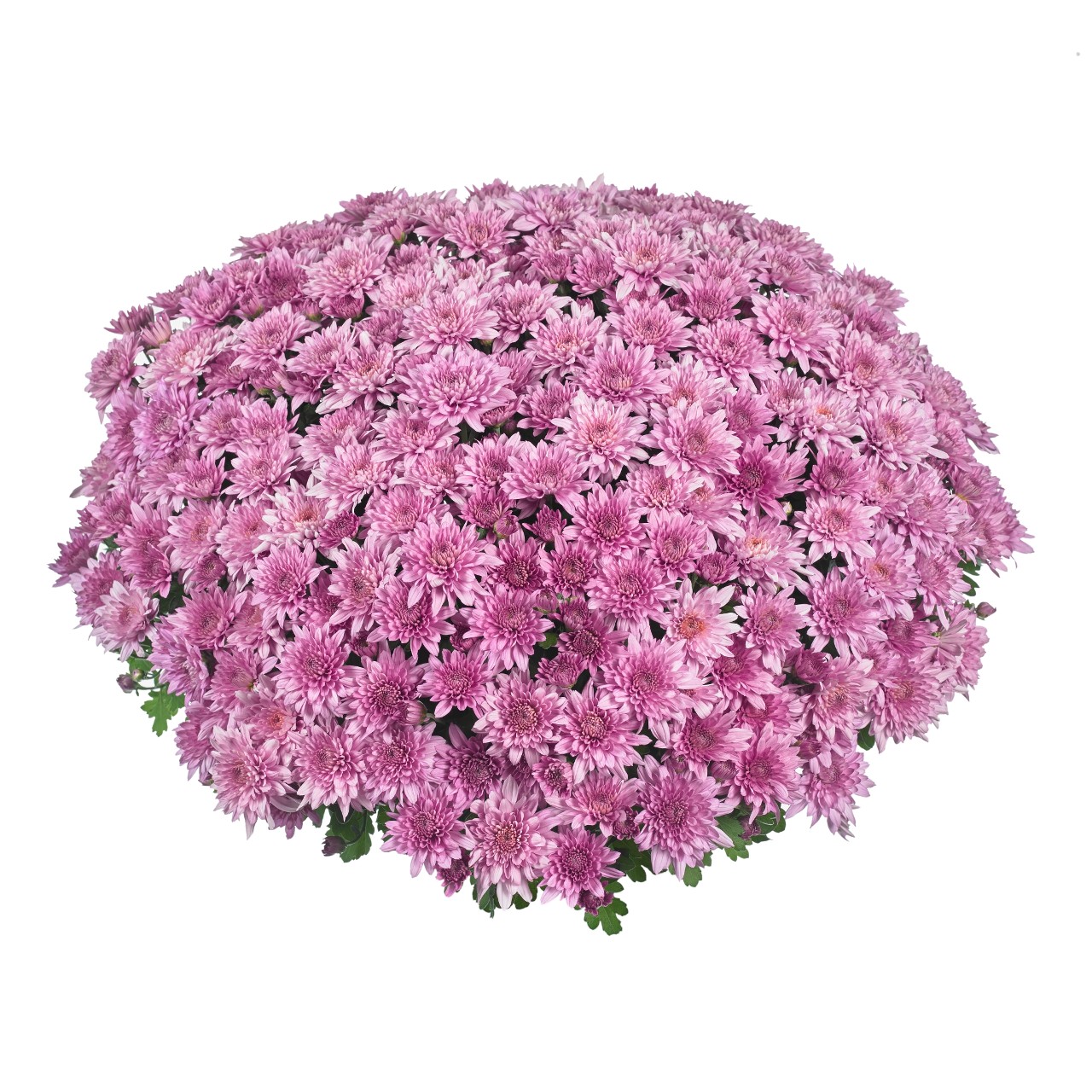 Хризантема Homerun Pink