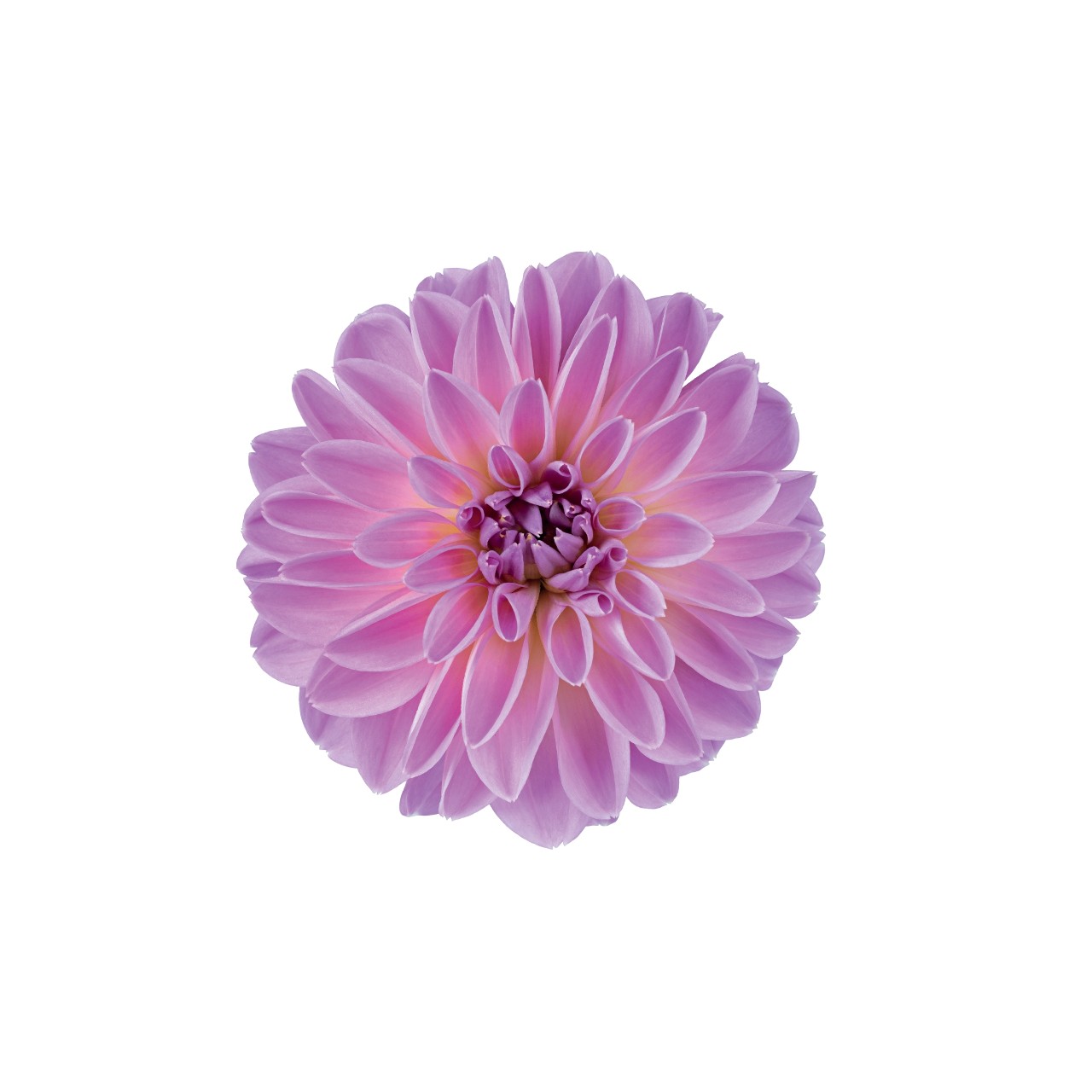 Георгина Novation Pink