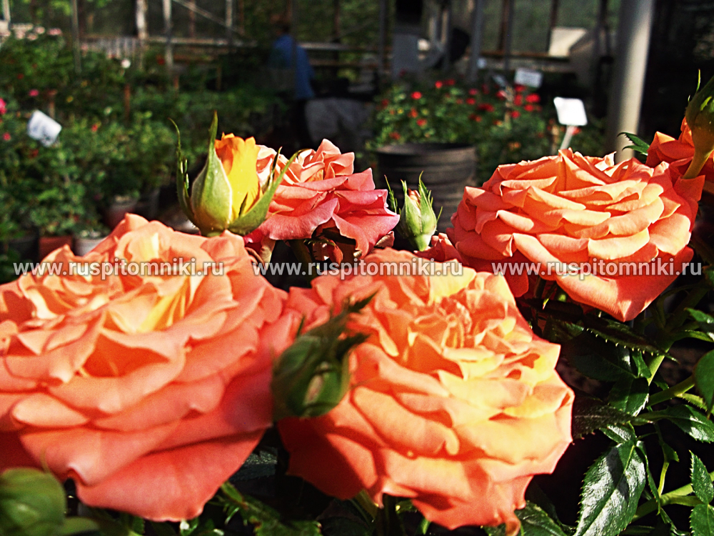 Миниатюрные розы Mandarine Sunblaze’ = ‘MEIdarin