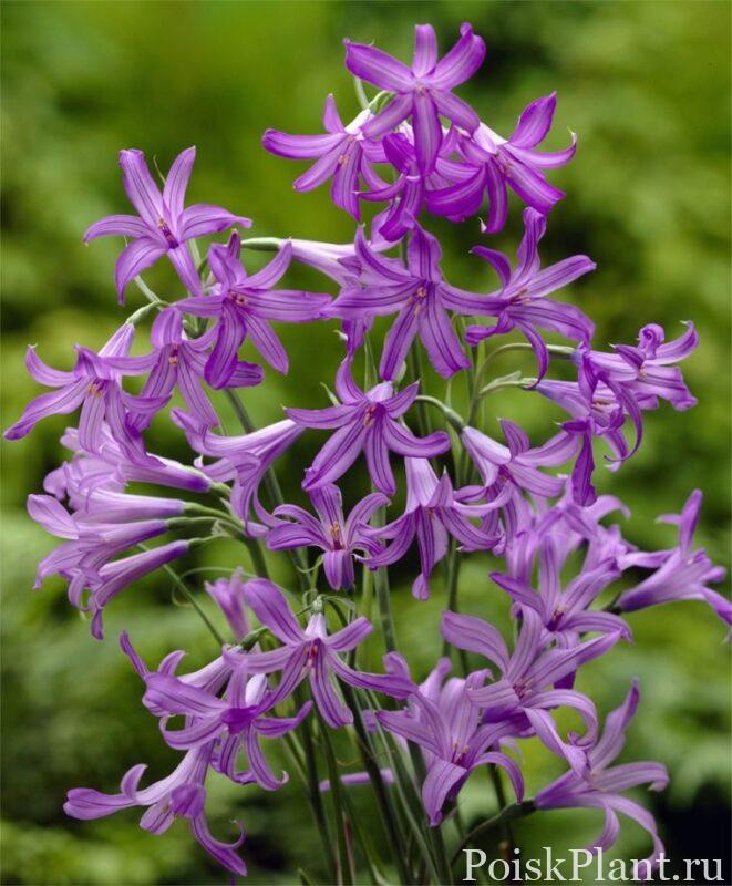 Иксиолирион татарский Pallasii