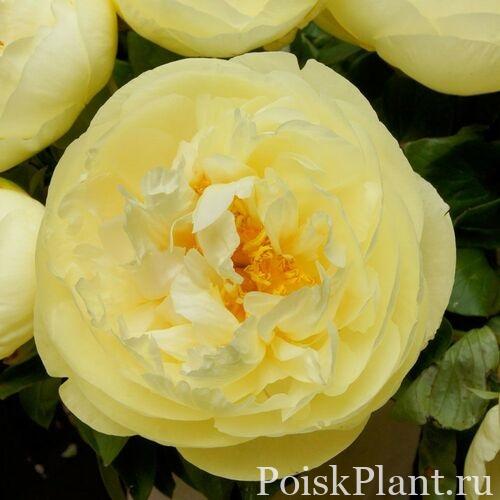 Пион травянистый Lemon Chiffon