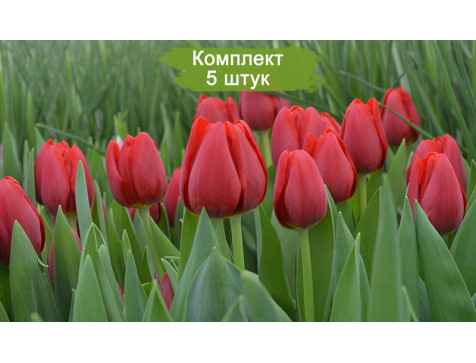 Тюльпан Суррендер
