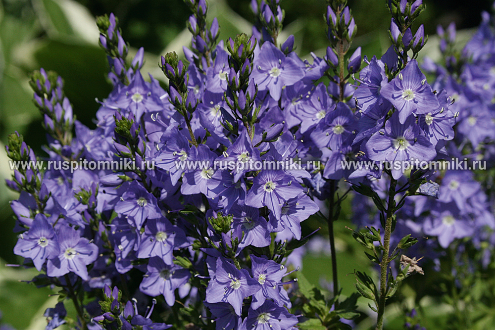Вероника австрийская Royal Blue