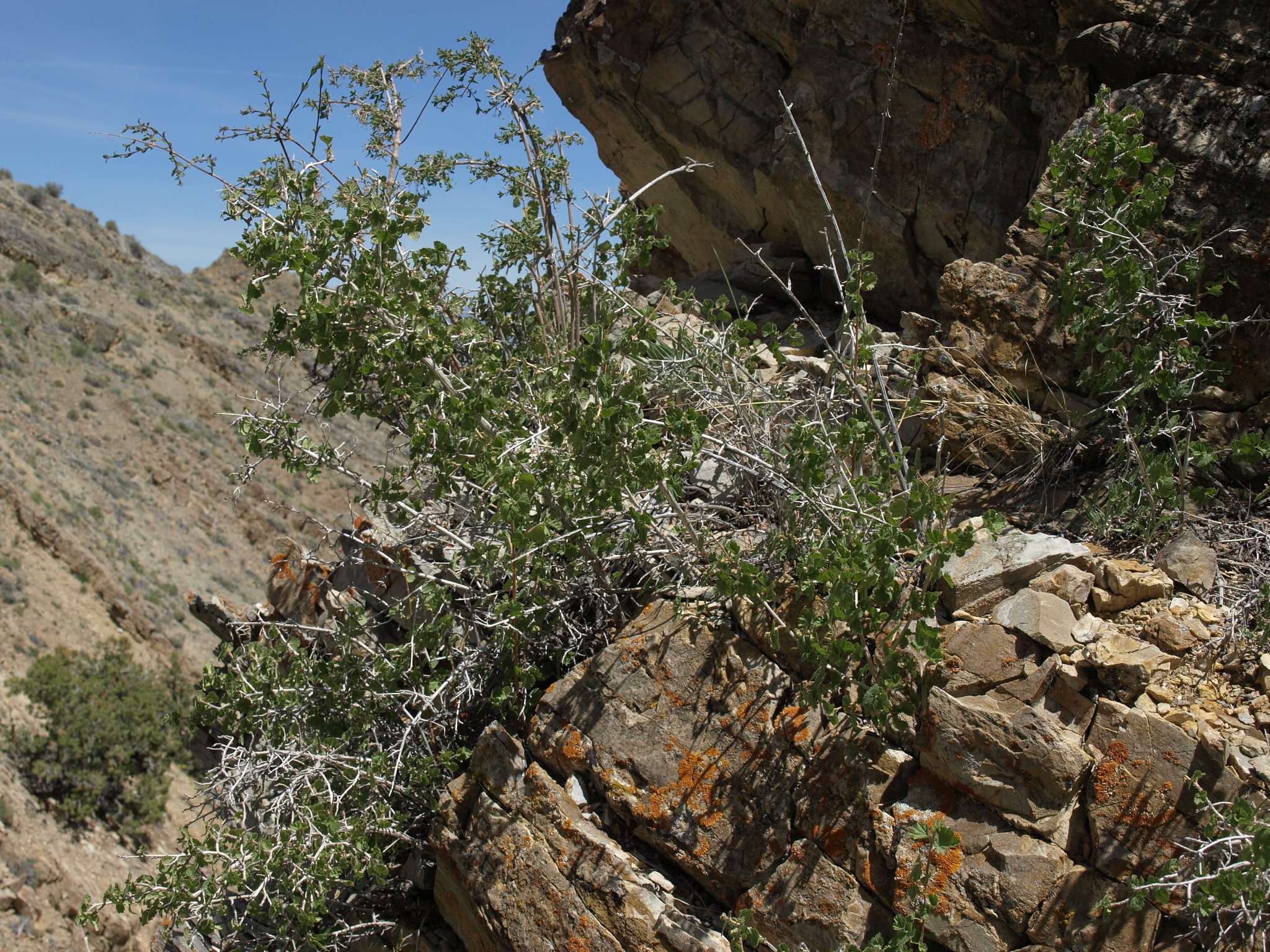 international backfill (iNaturalist): Physocarpus