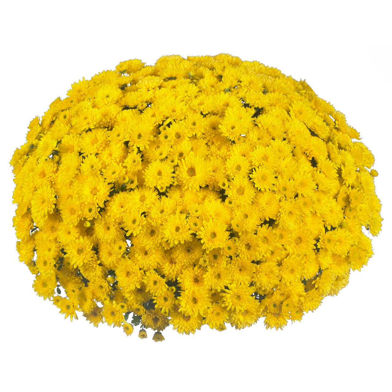 Хризантема Cruise Yellow