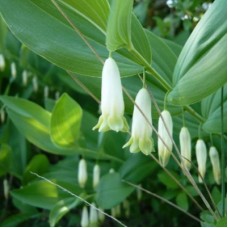 Купена (Polygonatum)