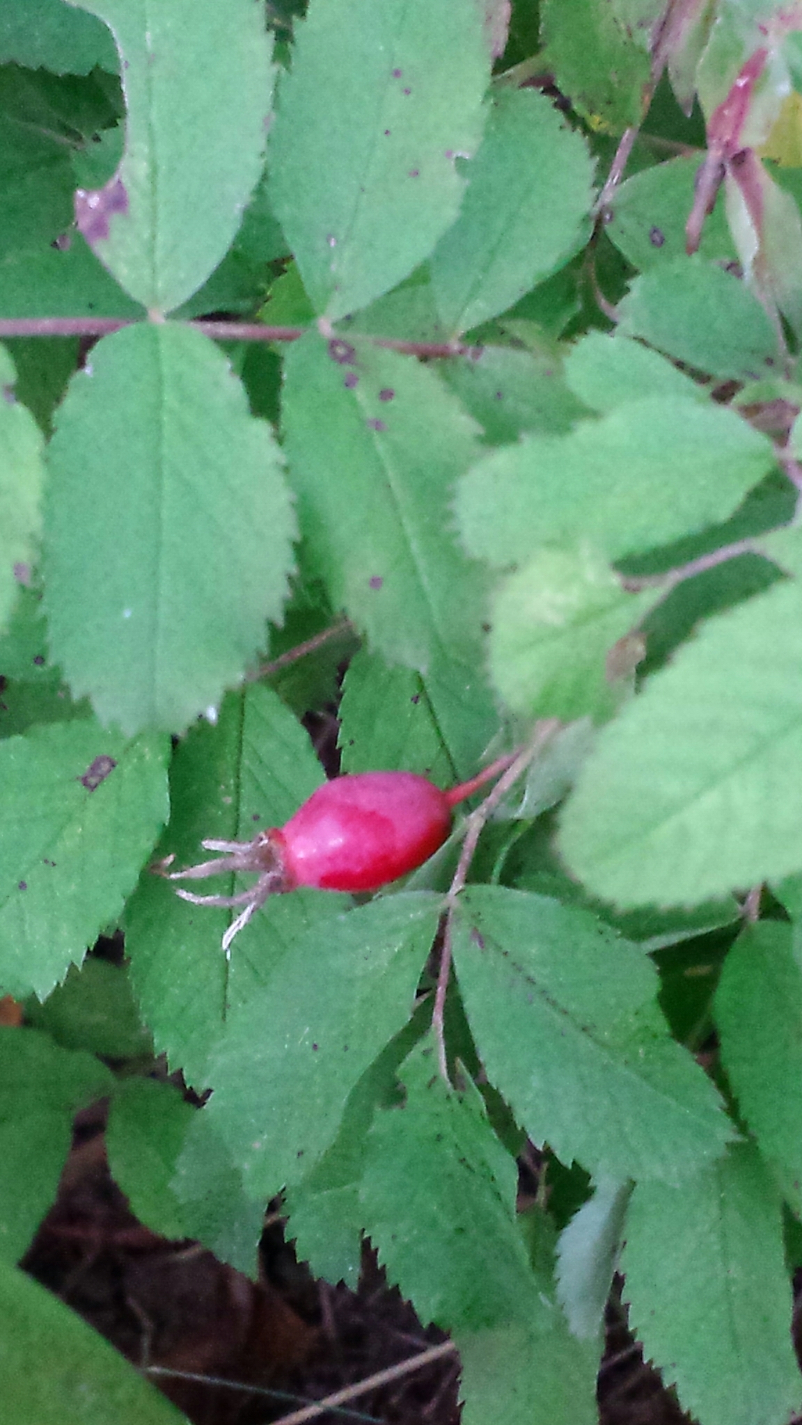 international backfill (iNaturalist): Rosa