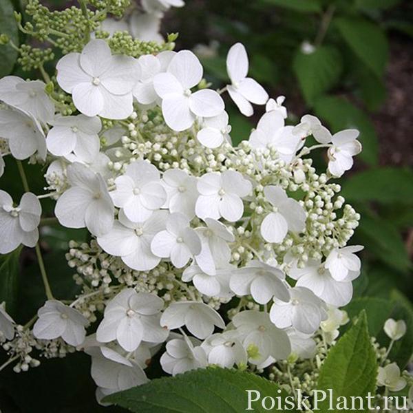 Гортензия метельчатая Prim White