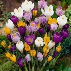 Крокус Mixed (Crocus Mixture)