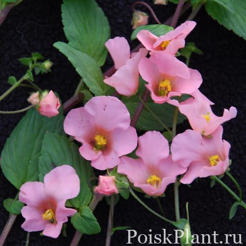 Алонсоа южная Pink beauty