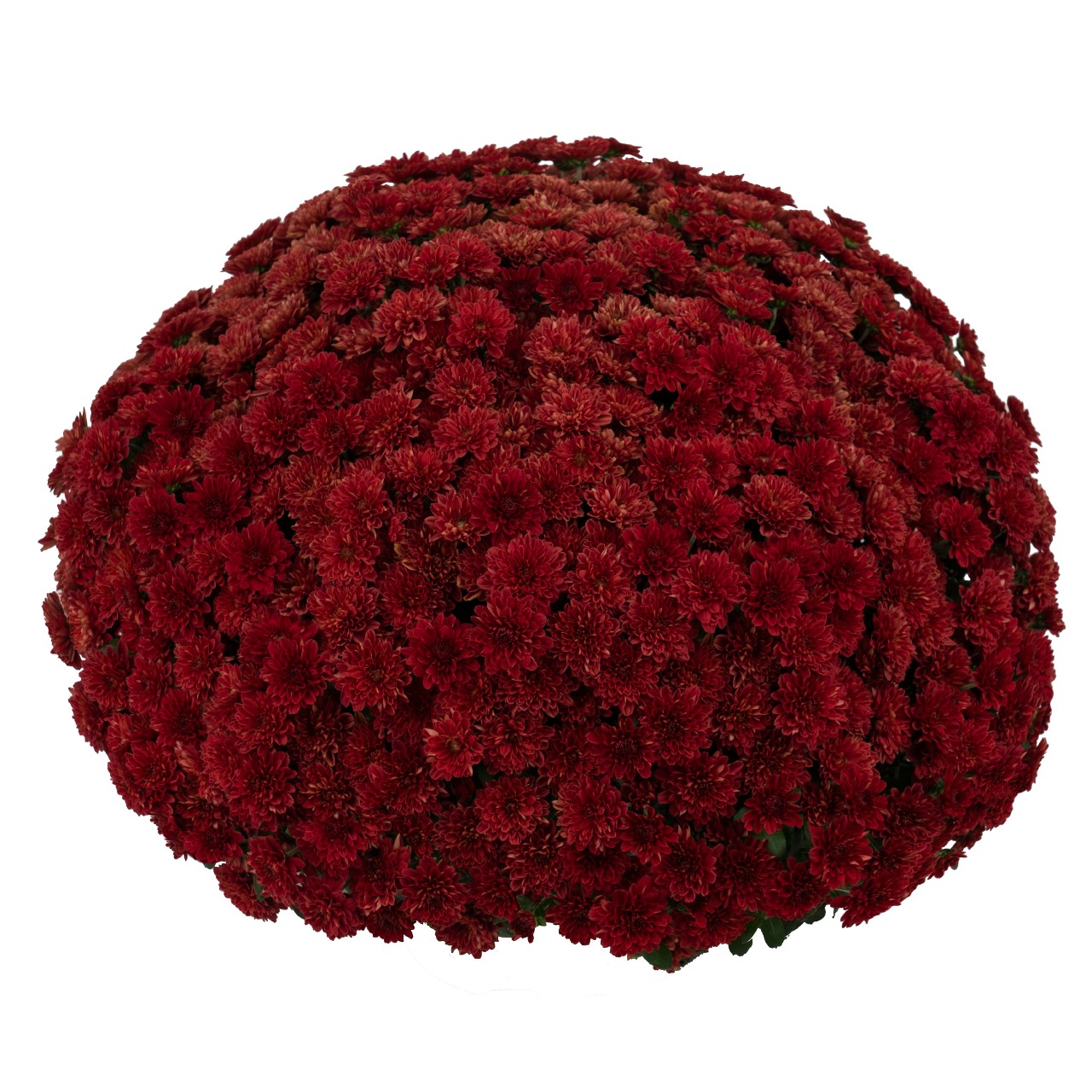Хризантема Jubilant Red