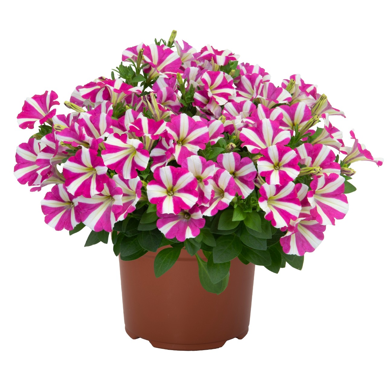 Петуния Sweetunia Hot Pink Touch