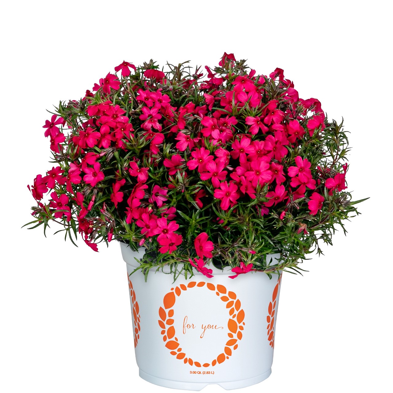 Флокс subulata Spring Dark Leaf Pink