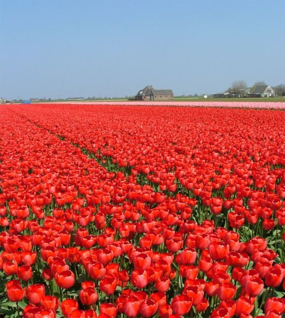 Тюльпан Дарвина Red Impression