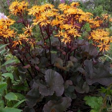 Бузульник зубчатый “Отелло” (Lugalaria dentata “Otello”)