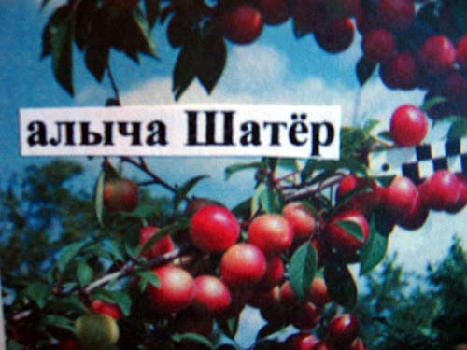 Алыча "Шатёр" Садоград 2хлетние саженцы