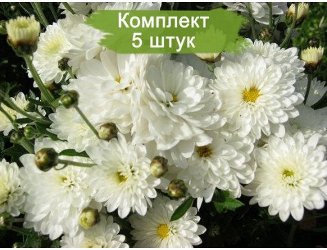 Хризантема Пауло Уайт (Мультифлора/Белая)