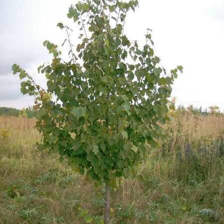 lipa-melkolistnaya