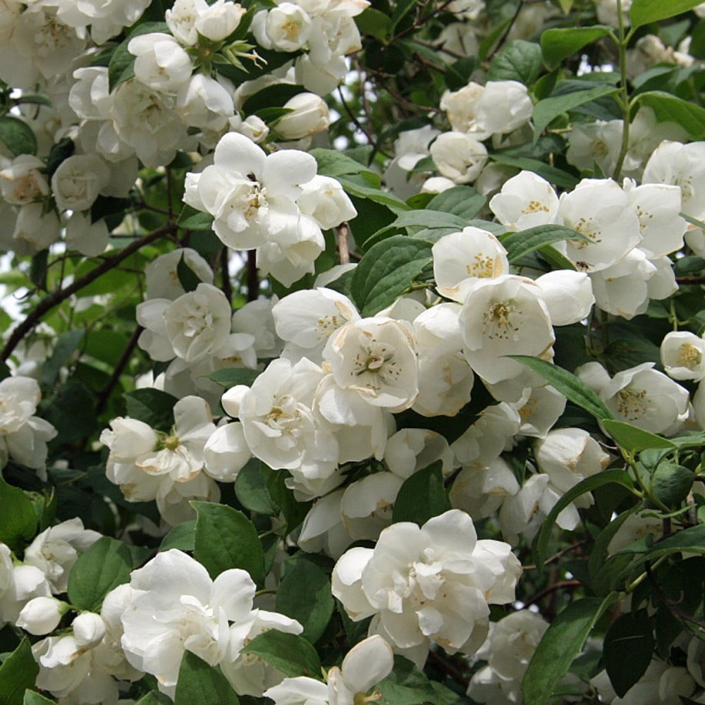 Чубушник гибридный Dame Blanche
