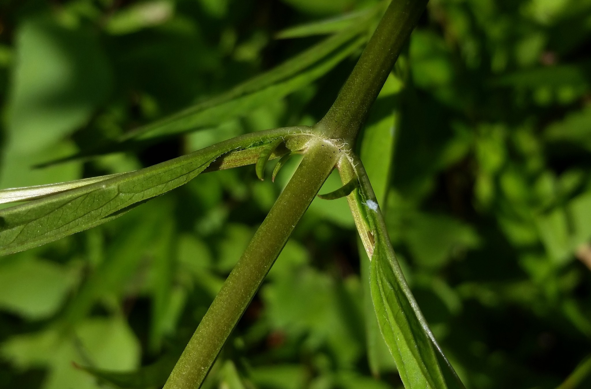 international backfill (iNaturalist): Lysimachia