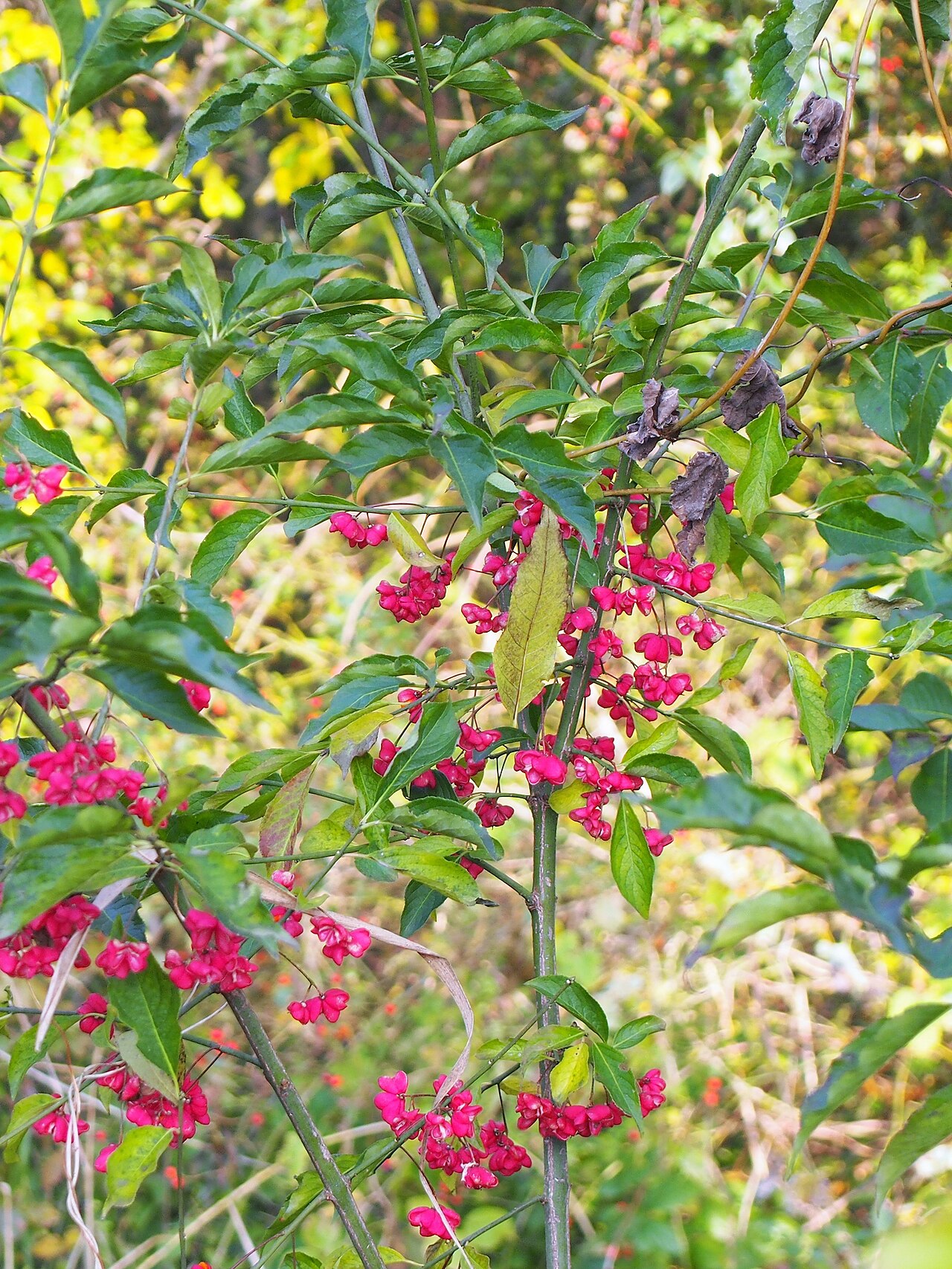 Бересклет европейский Red Cascade