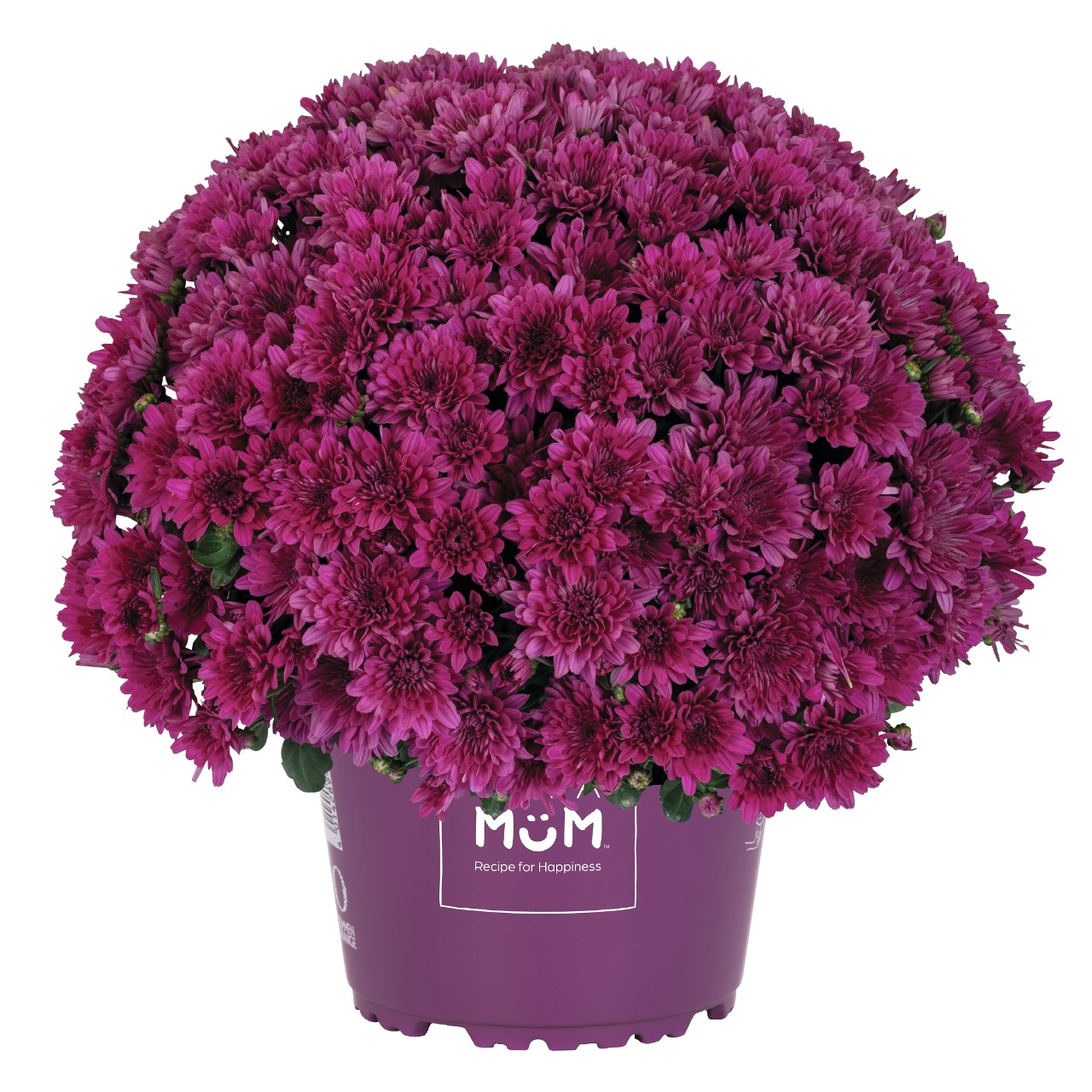 Хризантема Buzz Lavender