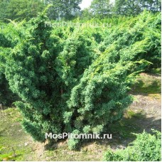 Можжевельник китайский Блаув