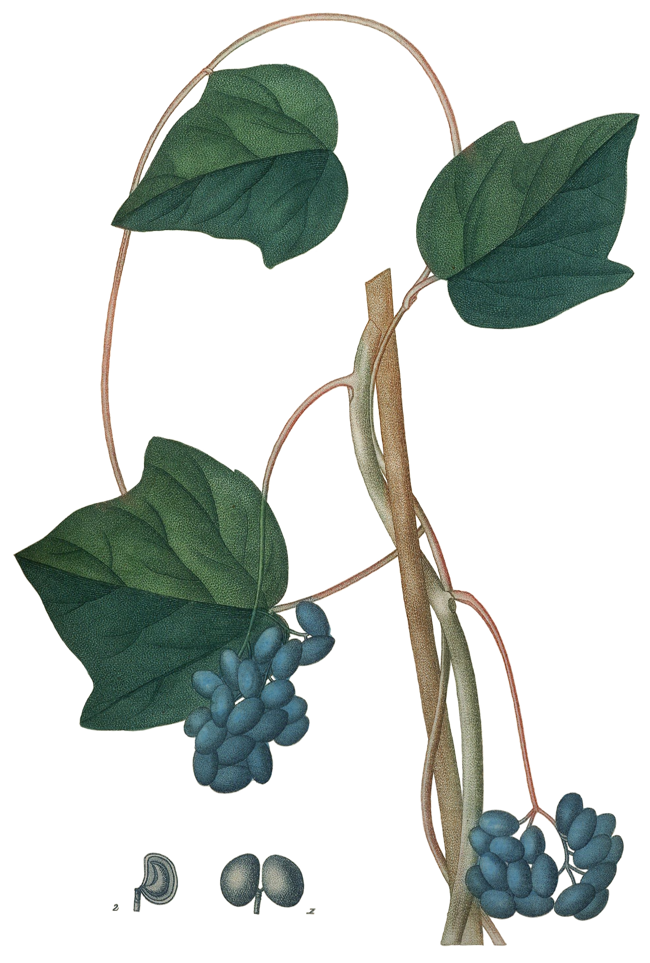 Луносемянник канадский