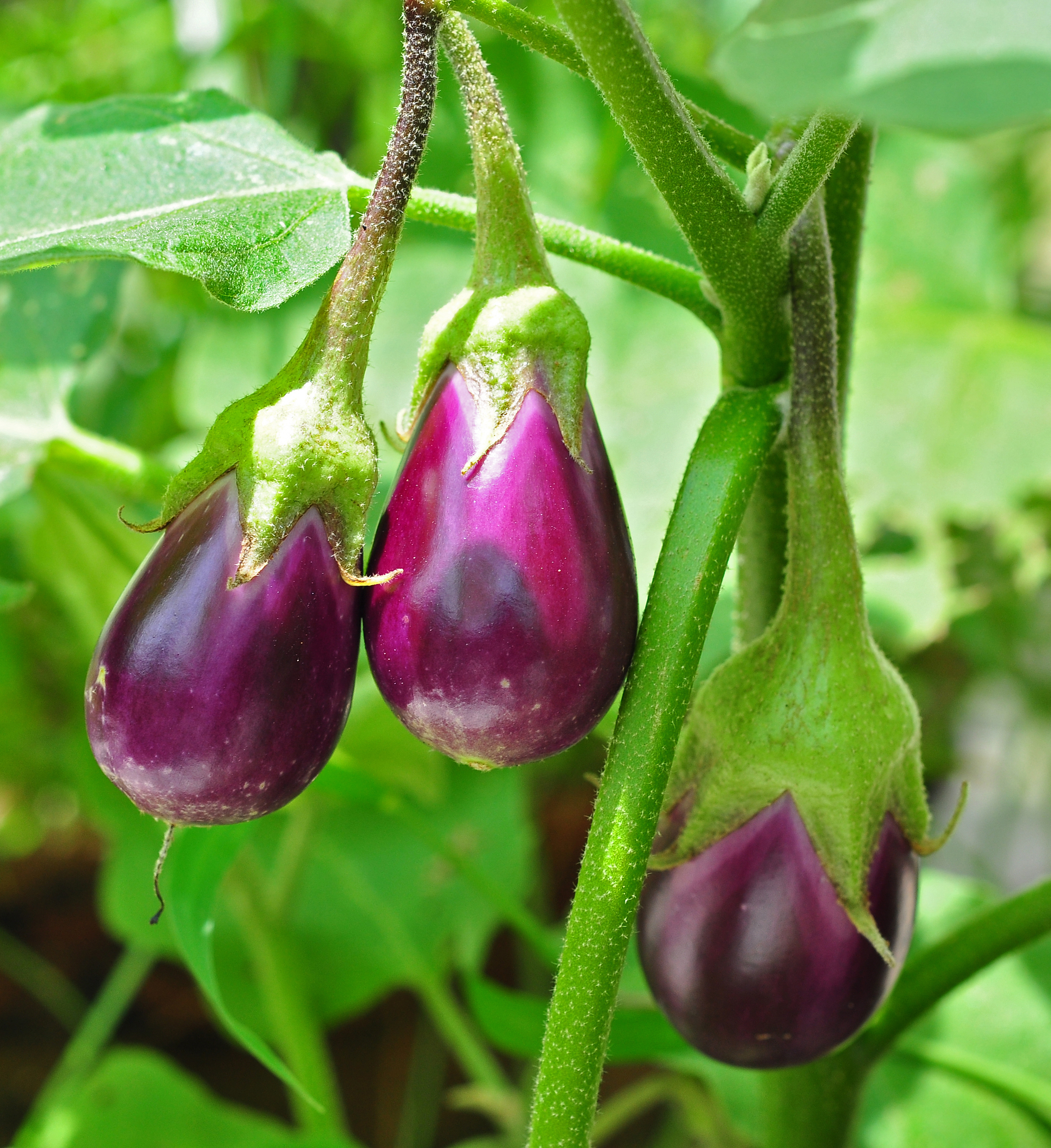 Баклажан (Solanum melongena [{ДР.Бренд}])